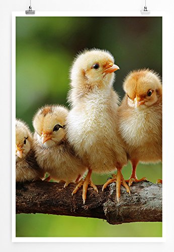 Eau Zone Home Bild - Tierbilder – Süße Küken- Poster Fotodruck in höchster Qualität von Eau Zone