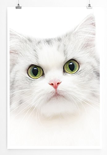 Eau Zone Home Bild - Tierbilder – Süße weiße Katze mit grünen Augen - Poster Fotodruck in höchster Qualität von Eau Zone