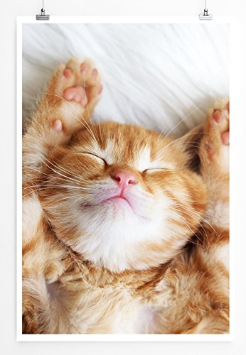 Eau Zone Home Bild - Tierbilder – Süßes schlafendes Katzenbaby - Poster Fotodruck in höchster Qualität von Eau Zone