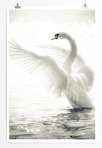 Eau Zone Home Bild - Tierbilder – Weißer Schwan im Anflug- Poster Fotodruck in höchster Qualität von Eau Zone