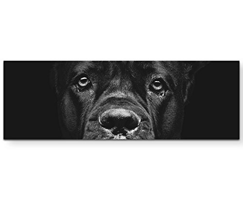 Eau Zone Wandbild auf Leinwand 120x40cm Cane Corso Portrait von Eau Zone