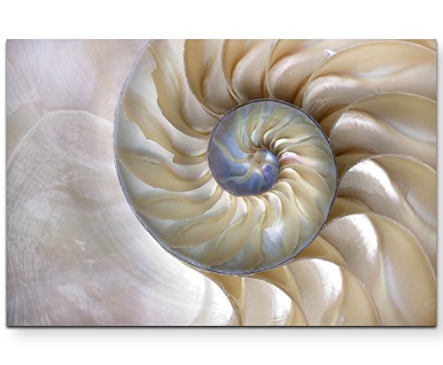 Eau Zone Wandbild auf Leinwand 120x80cm wunderschöne Nautilus-Muschel – Nahaufnahme von Eau Zone