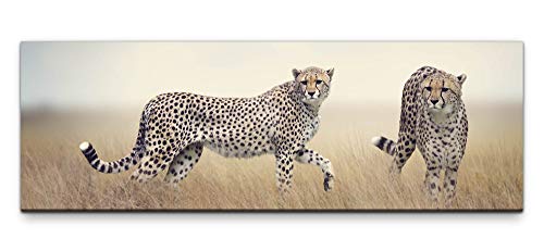Leinwandbild auf Echtholzrahmen Geparden in Afrika 150x50cm von Eau Zone