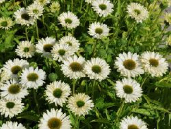 Scheinsonnenhut SunSeekers 'White Perfection', Echinacea purpurea SunSeekers 'White Perfection', Topfware von Echinacea purpurea SunSeekers 'White Perfection'
