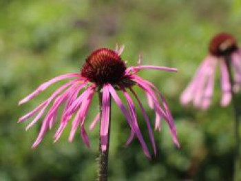 Bleicher Scheinsonnenhut, Echinacea pallida, Topfware XL von Echinacea pallida