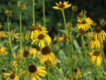 Seltsamer Scheinsonnenhut, Echinacea paradoxa, Topfware XL von Echinacea paradoxa