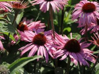 Scheinsonnenhut 'Augustkönigin', Echinacea purpurea 'Augustkönigin', Topfware von Echinacea purpurea 'Augustkönigin'