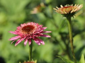 Niedriger Scheinsonnenhut 'Butterfly Kisses' ®, Echinacea purpurea 'Butterfly Kisses' ®, Topfware XL von Echinacea purpurea 'Butterfly Kisses' ®