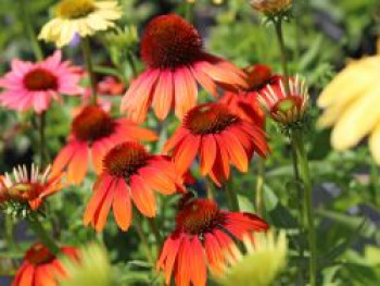 Scheinsonnenhut 'Cheyenne Spirit', Echinacea purpurea 'Cheyenne Spirit', Containerware von Echinacea purpurea 'Cheyenne Spirit'