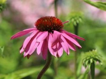 Scheinsonnenhut 'Doppeldecker', Echinacea purpurea 'Doppeldecker', Topfware XL von Echinacea purpurea 'Doppeldecker'