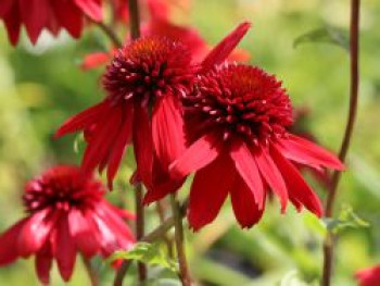 Scheinsonnenhut 'Eccentric', Echinacea purpurea 'Eccentric', Topfware von Echinacea purpurea 'Eccentric'