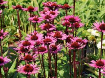 Scheinsonnenhut 'Fatal Attraction' ®, Echinacea purpurea 'Fatal Attraction' ®, Containerware von Echinacea purpurea 'Fatal Attraction' ®
