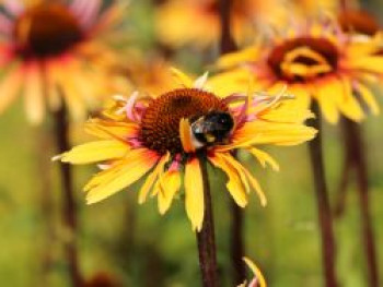 Scheinsonnenhut 'Funky Yellow', Echinacea purpurea 'Funky Yellow', Topfware von Echinacea purpurea 'Funky Yellow'
