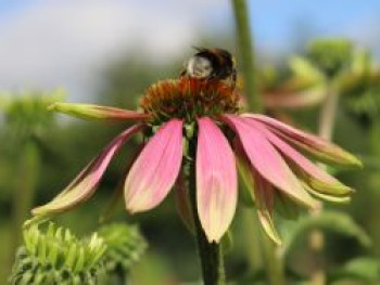 Scheinsonnenhut 'Green Envy', Echinacea purpurea 'Green Envy', Topfware von Echinacea purpurea 'Green Envy'