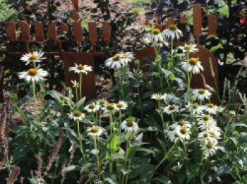 Scheinsonnenhut 'Happy Star', Echinacea purpurea 'Happy Star', Topfware von Echinacea purpurea 'Happy Star'