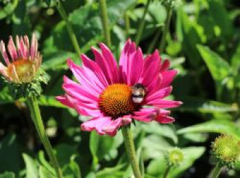 Scheinsonnenhut 'JS Robin Hood', Echinacea purpurea 'JS Robin Hood', Topfware von Echinacea purpurea 'JS Robin Hood'