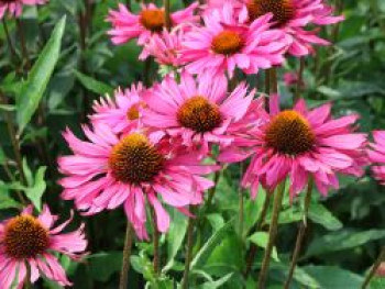 Scheinsonnenhut 'JS Roho' ®, Echinacea purpurea 'JS Roho' ®, Topfware von Echinacea purpurea 'JS Roho' ®