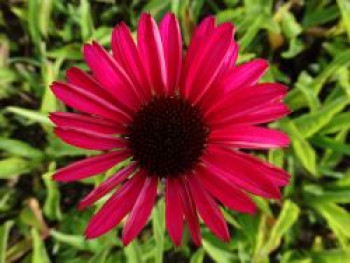 Scheinsonnenhut 'JS Stiletto' ®, Echinacea purpurea 'JS Stiletto' ®, Topfware von Echinacea purpurea 'JS Stiletto' ®