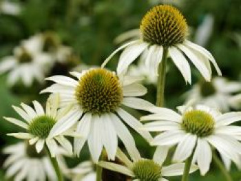 Scheinsonnenhut 'KIMS MOP HEAD', Echinacea purpurea 'KIMS MOP HEAD', Topfware von Echinacea purpurea 'KIMS MOP HEAD'