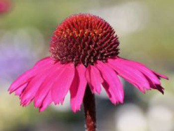 Scheinsonnenhut 'Little Magnus' ®, Echinacea purpurea 'Little Magnus' ®, Topfware von Echinacea purpurea 'Little Magnus' ®