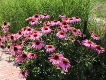 Rotblühender Scheinsonnenhut 'Magnus', Echinacea purpurea 'Magnus', Topfware XL von Echinacea purpurea 'Magnus'