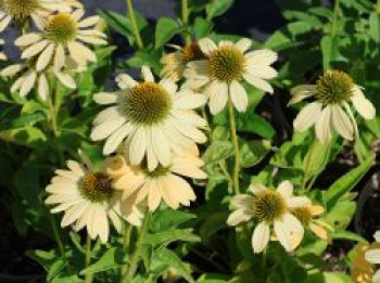 Scheinsonnenhut 'Mellow Yellow', Echinacea purpurea 'Mellow Yellow', Topfware von Echinacea purpurea 'Mellow Yellow'