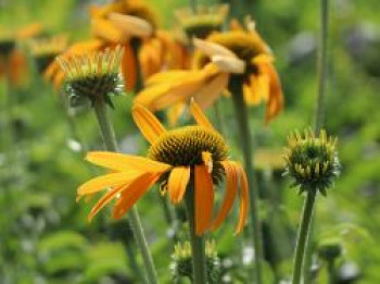Scheinsonnenhut 'Now Cheesier', Echinacea purpurea 'Now Cheesier', Topfware von Echinacea purpurea 'Now Cheesier'