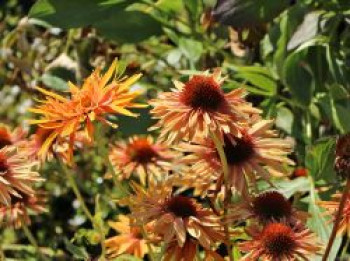 Scheinsonnenhut 'Parrot', Echinacea purpurea 'Parrot', Topfware von Echinacea purpurea 'Parrot'