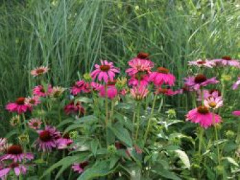 Scheinsonnenhut 'PowWow Wild Berry', Echinacea purpurea 'PowWow Wild Berry', Containerware von Echinacea purpurea 'PowWow Wild Berry'