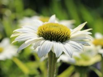 Scheinsonnenhut 'Purity', Echinacea purpurea 'Purity', Topfware von Echinacea purpurea 'Purity'