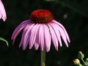 Scheinsonnenhut 'Rubinstern', Echinacea purpurea 'Rubinstern', Topfware von Echinacea purpurea 'Rubinstern'
