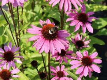 Scheinsonnenhut 'SunMagic Vintage Fuchsia' ®, Echinacea purpurea 'SunMagic Vintage Fuchsia' ®, Containerware von Echinacea purpurea 'SunMagic Vintage Fuchsia' ®