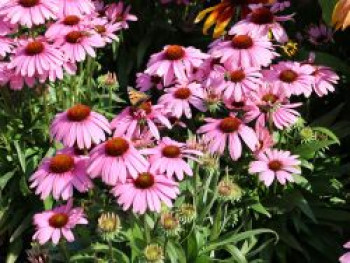Scheinsonnenhut 'SunMagic Vintage Lavender' ®, Echinacea purpurea 'SunMagic Vintage Lavender' ®, Containerware von Echinacea purpurea 'SunMagic Vintage Lavender' ®