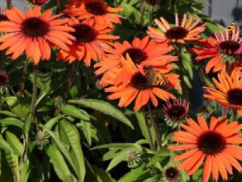 Scheinsonnenhut 'SunMagic Vintage Orange' ®, Echinacea purpurea 'SunMagic Vintage Orange' ®, Containerware von Echinacea purpurea 'SunMagic Vintage Orange' ®