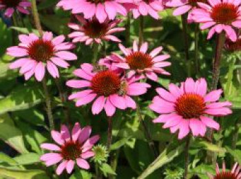 Scheinsonnenhut 'SunMagic Vintage Pink' ®, Echinacea purpurea 'SunMagic Vintage Pink' ®, Containerware von Echinacea purpurea 'SunMagic Vintage Pink' ®