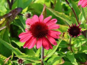 Scheinsonnenhut 'SunMagic Vintage Red' ®, Echinacea purpurea 'SunMagic Vintage Red' ®, Containerware von Echinacea purpurea 'SunMagic Vintage Red' ®