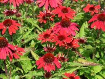 Scheinsonnenhut 'SunMagic Vintage Ruby' ®, Echinacea purpurea 'SunMagic Vintage Ruby' ®, Containerware von Echinacea purpurea 'SunMagic Vintage Ruby' ®