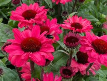 Scheinsonnenhut SunSeekers 'Carmine', Echinacea purpurea SunSeekers 'Carmine', Topfware von Echinacea purpurea SunSeekers 'Carmine'