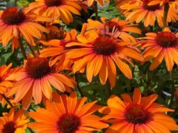Scheinsonnenhut SunSeekers 'Clementine', Echinacea purpurea SunSeekers 'Clementine', Topfware von Echinacea purpurea SunSeekers 'Clementine'