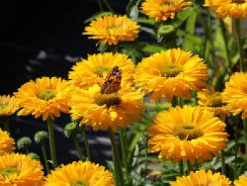 Scheinsonnenhut SunSeekers 'Golden Sun', Echinacea purpurea SunSeekers 'Golden Sun', Topfware von Echinacea purpurea SunSeekers 'Golden Sun'