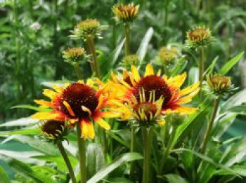 Scheinsonnenhut SunSeekers 'Mango Sunrise', Echinacea purpurea SunSeekers 'Mango Sunrise', Topfware von Echinacea purpurea SunSeekers 'Mango Sunrise'