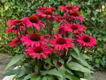 Scheinsonnenhut SunSeekers 'Pomegranate', Echinacea purpurea SunSeekers 'Pomegranate', Topfware von Echinacea purpurea SunSeekers 'Pomegranate'