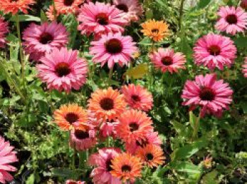 Scheinsonnenhut SunSeekers 'Rainbow', Echinacea purpurea SunSeekers 'Rainbow', Topfware von Echinacea purpurea SunSeekers 'Rainbow'