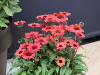 Scheinsonnenhut SunSeekers 'Red', Echinacea purpurea SunSeekers 'Red', Topfware von Echinacea purpurea SunSeekers 'Red'
