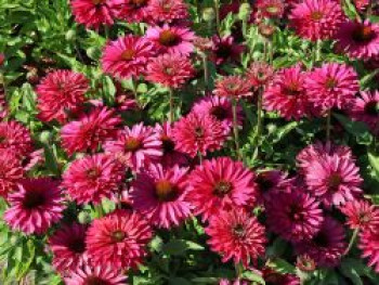 Scheinsonnenhut SunSeekers 'Sweet Fuchsia', Echinacea purpurea SunSeekers 'Sweet Fuchsia', Topfware von Echinacea purpurea SunSeekers 'Sweet Fuchsia'