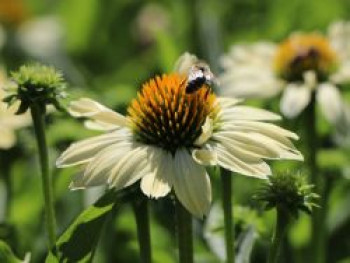 Scheinsonnenhut 'Sunrise' ®, Echinacea purpurea 'Sunrise'  ®, Topfware von Echinacea purpurea 'Sunrise'  ®