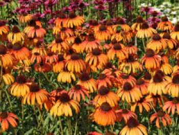 Scheinsonnenhut 'Tangerine Dream' ®, Echinacea purpurea 'Tangerine Dream' ®, Topfware von Echinacea purpurea 'Tangerine Dream' ®