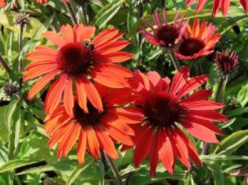 Scheinsonnenhut 'Tiki Torch' ®, Echinacea purpurea 'Tiki Torch'  ®, Topfware von Echinacea purpurea 'Tiki Torch'  ®
