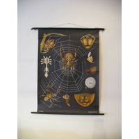 Spinne - Vintage Schulkarte Mid Century Print Jung Koch Quentell Germany Spinne - Vintage Schulkarte Mid Century Print Jung Koch Quentell Germany von EchtVintage