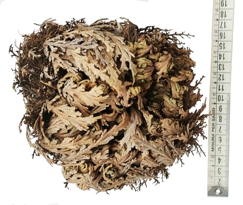 Ausgewählte große Jericho Rose XXL Ausgewählte große Jericho Rose XXL von EcoClass